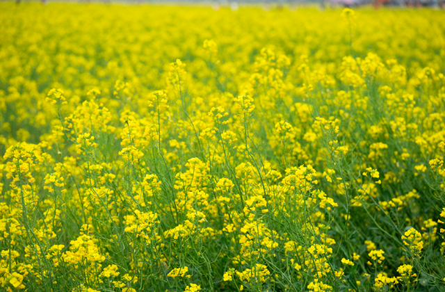 1700亩油菜花准期绽开，彷佛一片“金色陆地”。