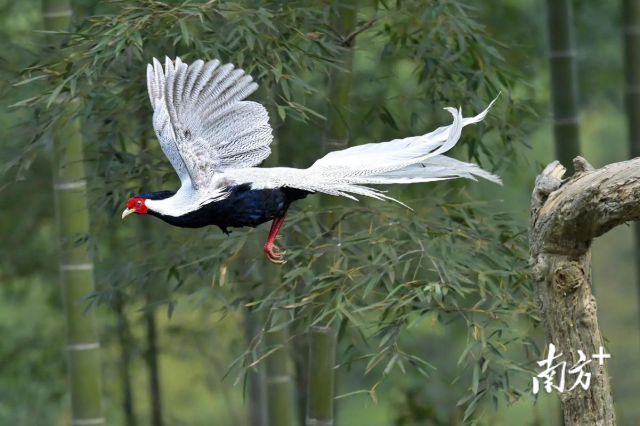 白鹇是国家二级保护动物、广东“省鸟”。