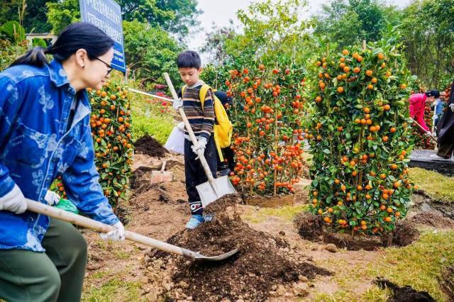 家长和孩子们将回收的年桔重新栽种。受访者供图