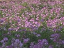 既添美景又增肥力！和平8000亩紫云英盛放