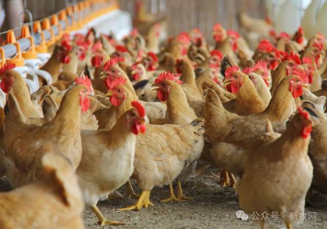 2024年温氏出栏肉鸡12.08亿只，位居全国第一。