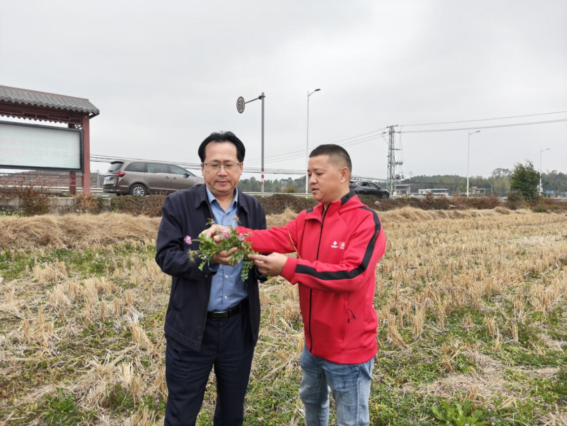 刘棕会（左）察看紫云英长势