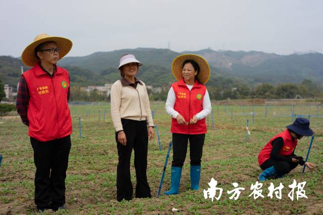 广州市从化区农业技术推广中心农技团队与种植户交流蔬菜管理技术。