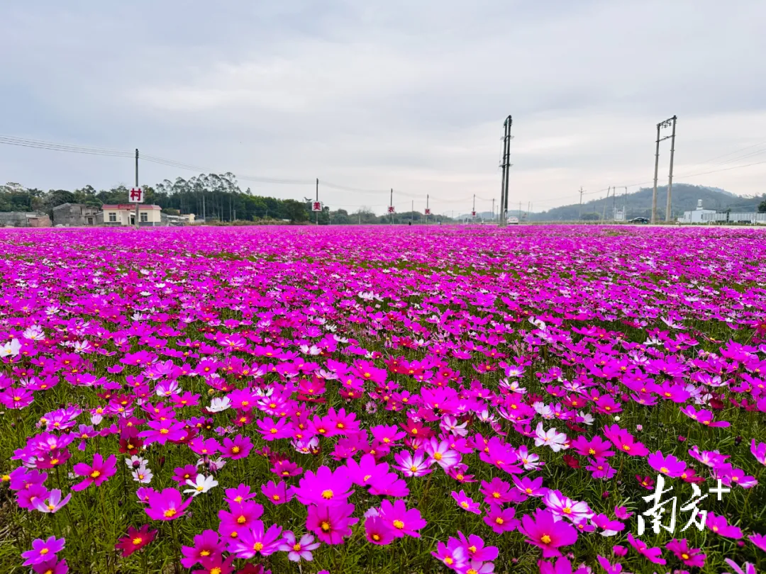 亨垌村波斯菊。林方雯 摄 亨垌村波斯菊。林方雯 摄