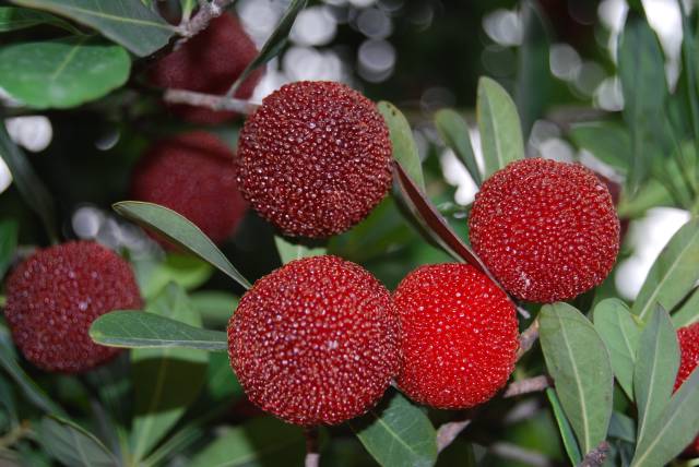 潮阳乌酥杨梅。