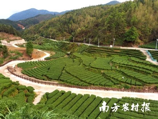 陸河茶葉種植基地,。