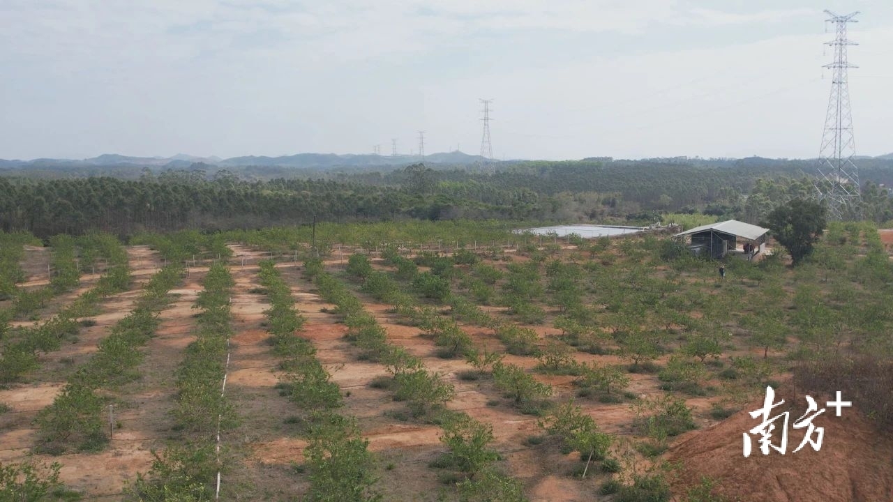 三宝垌村大户柠檬种植基地。 三宝垌村大户柠檬种植基地。
