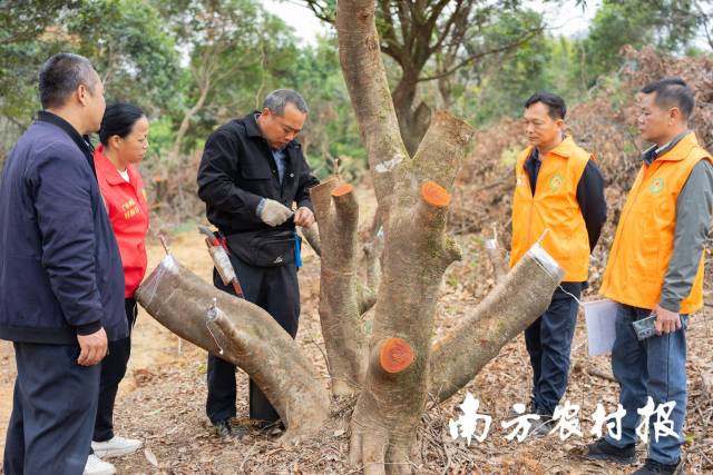 广州市从化区农业技术推广中心农技团队查看荔枝高接换种情况。