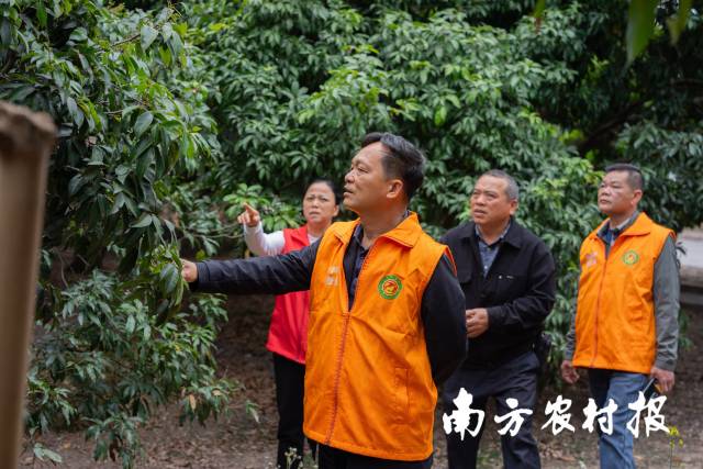 广州市从化区农业技术推广中心农技团队查看荔枝花穗生长情况。