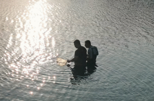 繁育团队反复试验