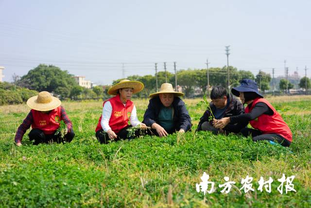 广州市从化区农业技术推广中间农技团队魔难紫云英长势。