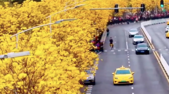 一键get春日限定皮肤！广州这条“黄金大道”出圈了｜越睇粤靓