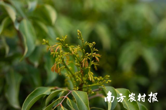 从化荔枝成花率预计85%以上，3月中旬进入始花期