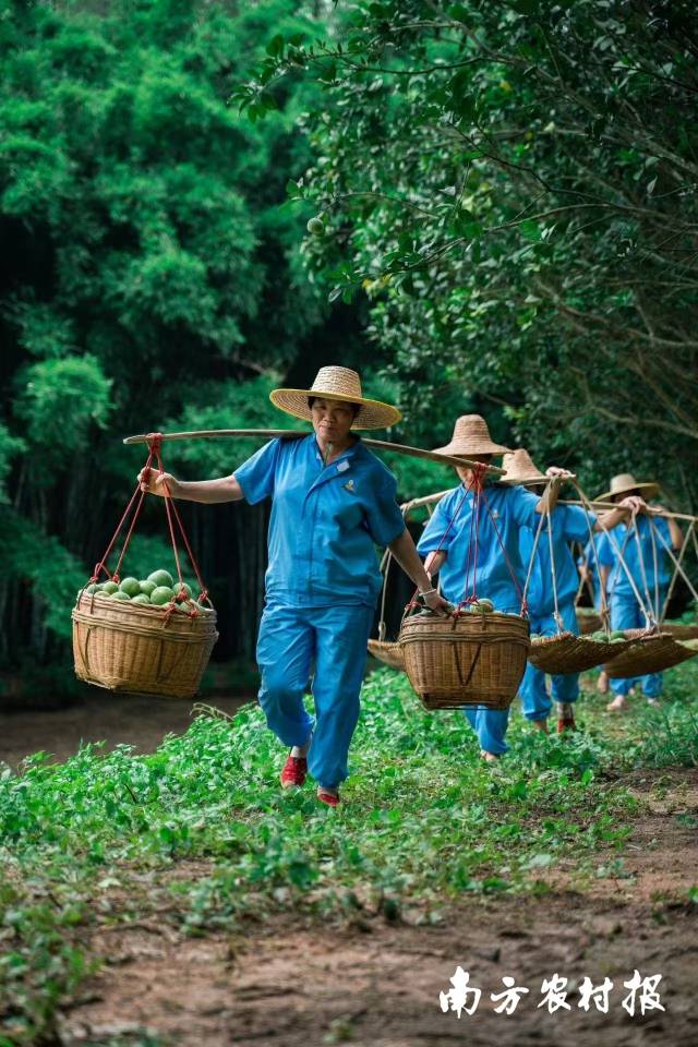化橘红，是富民兴村的“金果子”。