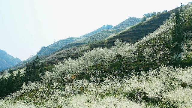 每逢蜂糖李花期，镇宁起伏的山峦将披上皑皑“雪纱”。