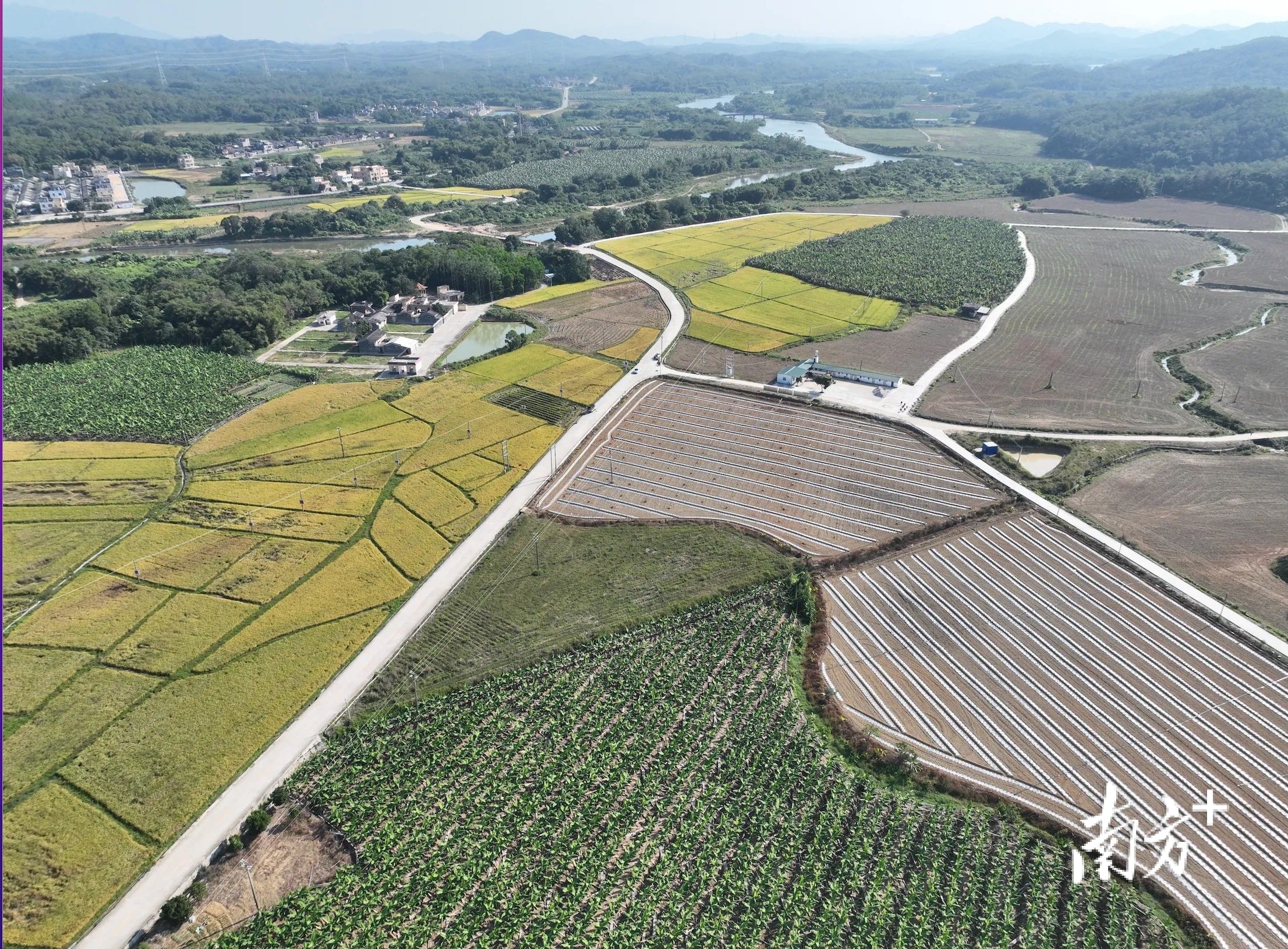 那龙镇亨垌村依托“土地信用中心”模式，大力推动农业规模化发展。那龙镇供图