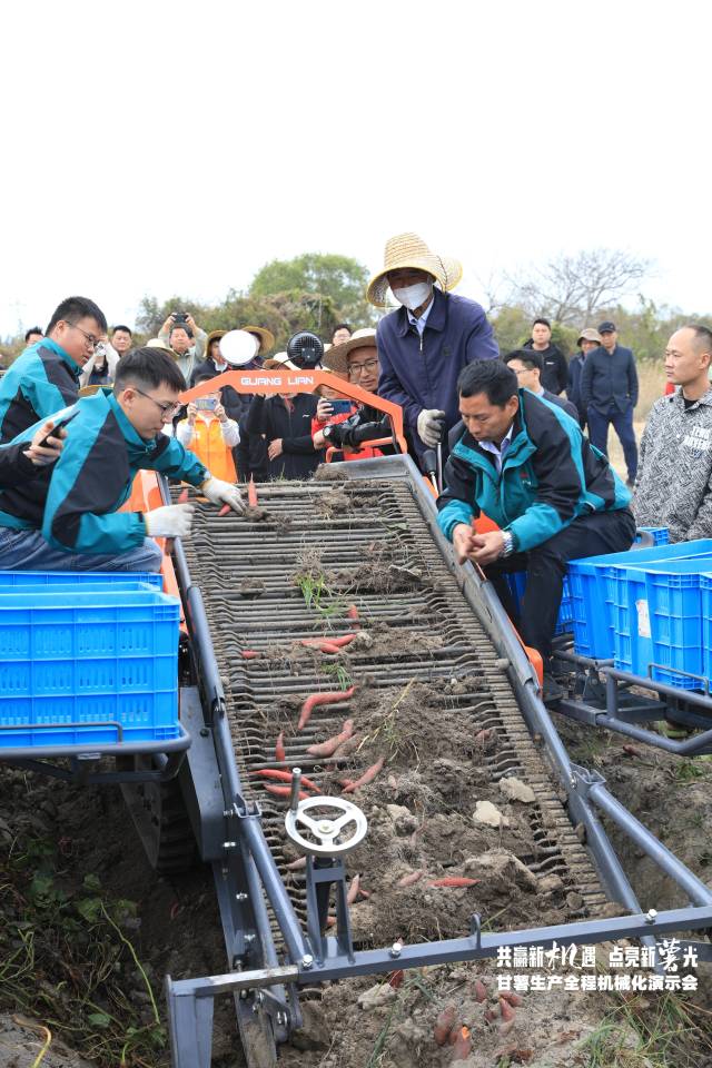 收获机将成熟甘薯翻挖出来，挖出的甘薯完整、附着泥块少，直接就能装箱