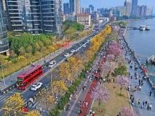 黄花风铃木花开，100%出片王！海珠这条大道太美了