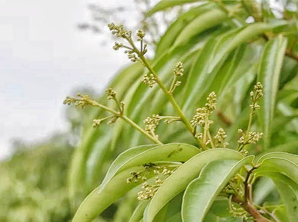 雷岭全镇荔枝成花率超过九成。