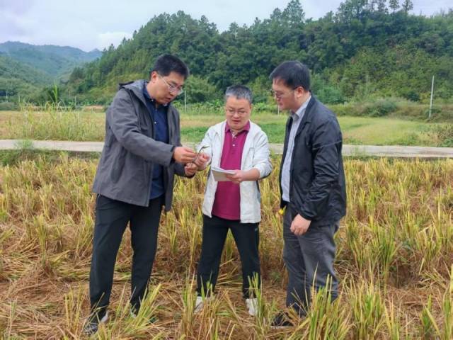 工作队调研仓丰村水稻产量低下问题。