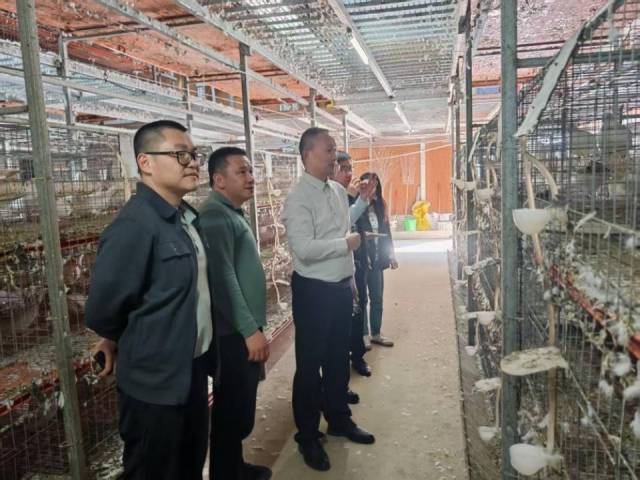 仓丰村以“国企+村办公司+农村职业经理人+农户”模式发展肉鸽产业。