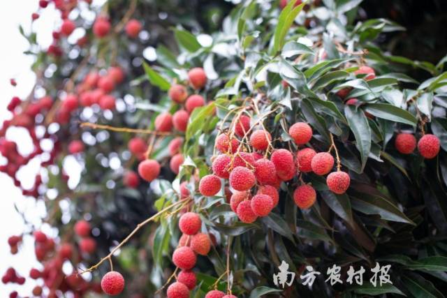 随着“12221”市场营销体系建设，茂名荔枝已是畅销全球的广东水果。