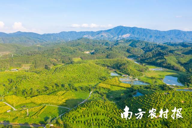 大力发展高价值林果-佛山市高明区大布村坚果种植基地。