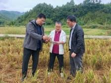 “无废小镇”变实景，“生态处方”落地广宁洲仔镇｜驻在千镇万村⑦