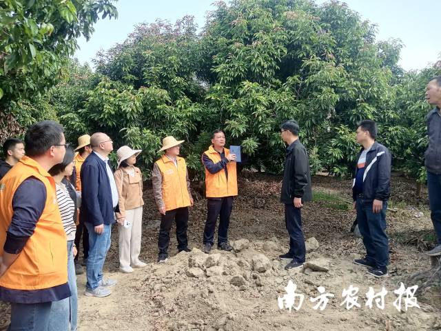 调研组在从化区江埔街汉田村实地查看荔枝生长情况。