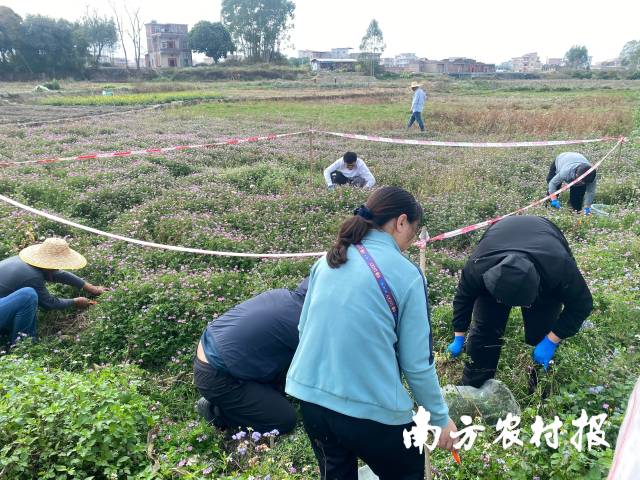 紫云英测产现场 紫云英测产现场