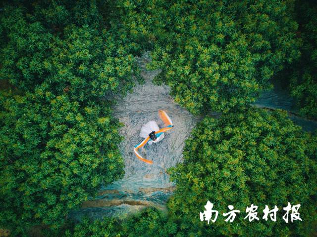 南方农村报 陈静 拍摄