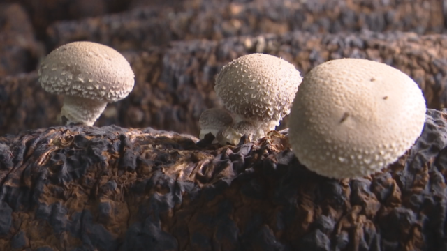 蕉岭林下种植菌菇。