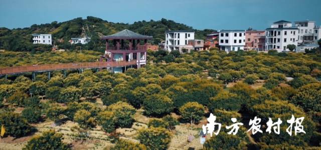 茂名荔枝纷纷进入花期，荔枝林仿佛花海，吸引游客观赏游玩。