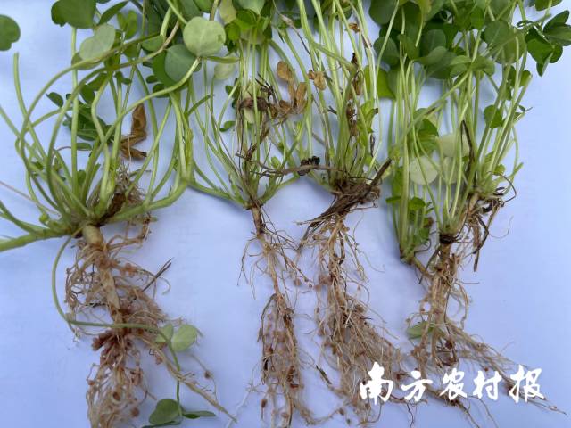 紫云英根部上的根瘤 紫云英根部上的根瘤