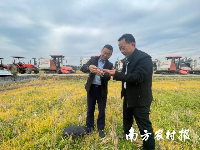 广东省农业环境与耕地质量保护中心副主任林日强(右)与科长、正高级农艺师曾招兵(左)观察紫云英长势 广东省农业环境与耕地质量保护中心副主任林日强(右)与科长、正高级农艺师曾招兵(左)观察紫云英长势