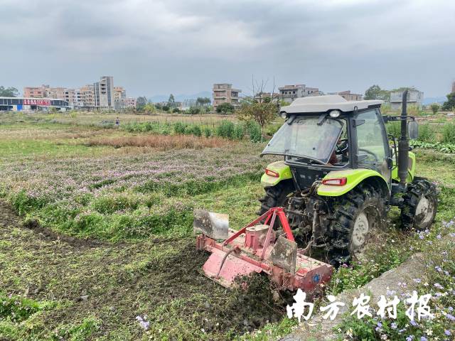 农用拖拉机对紫云英进行翻压还田 农用拖拉机对紫云英进行翻压还田