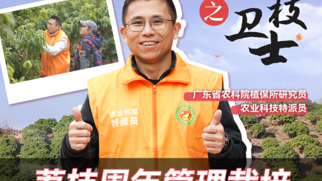 “荔枝卫士”董易之：荔枝周年管理的四个阶段三大难关| 农技先锋行