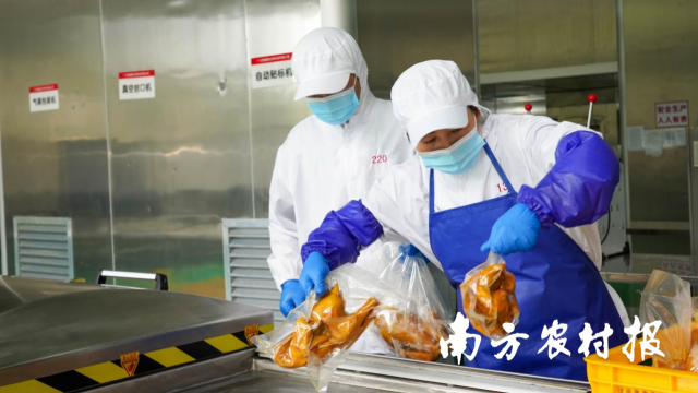 爱健康农牧集团的清远鸡加工车间,工人正在检查产品密封情况。