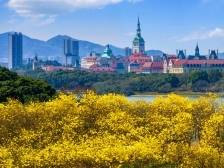 最美松湖｜邂逅满城金黄，在松山湖把春天写成诗