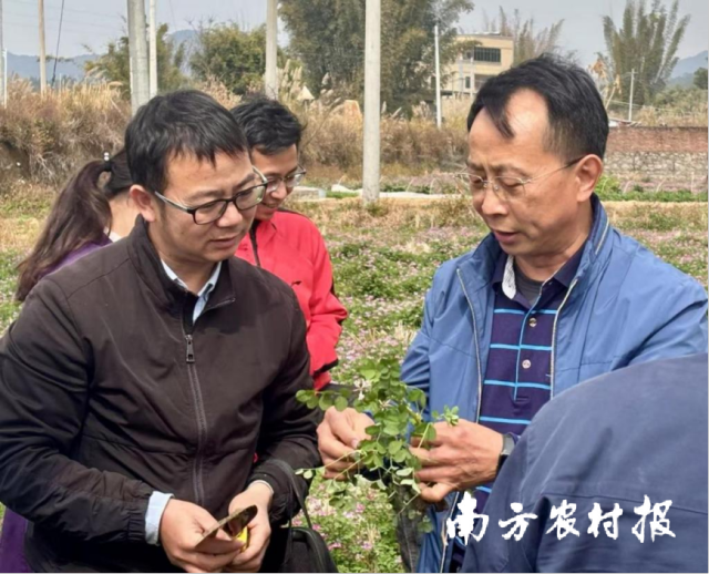 在河源市和平县，林日强（右一）向大家介绍紫云英绿肥。