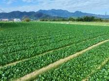 用好改革关键一招，牢牢把“金扁担”抓在手中丨2025一号文件系列评①