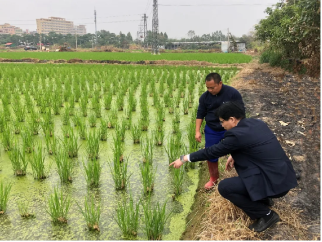 茂名农商银行团队走访茭白种植户。