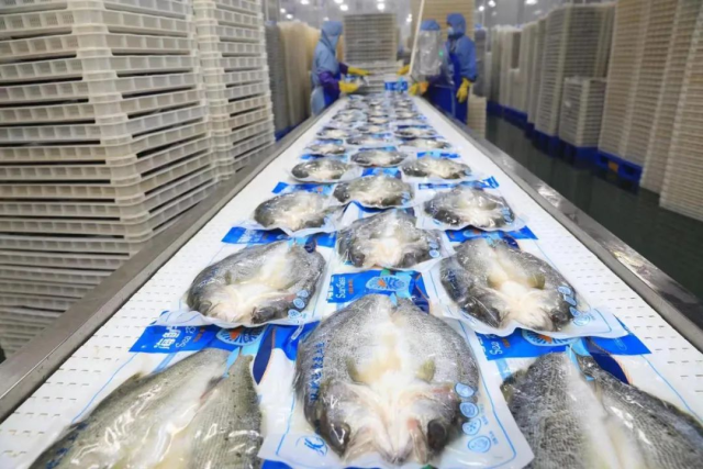 珠海鲈鱼加工生产线。