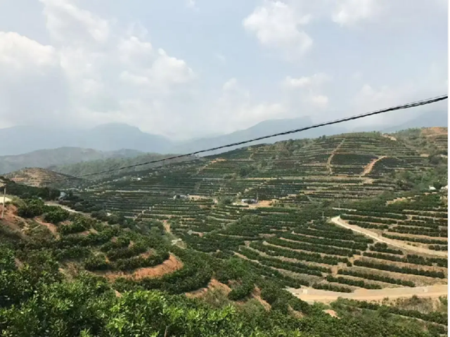 韶业农资肥料试验田。