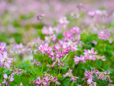 岭南春潮涌 紫云竞芳华——