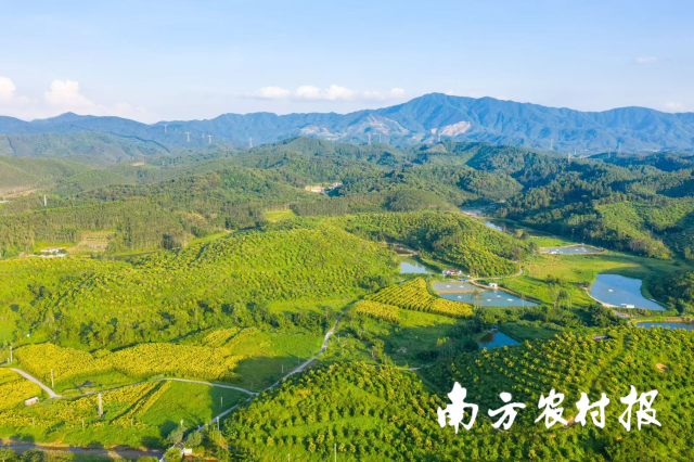 佛山市优异区大布村落坚果种植基地。