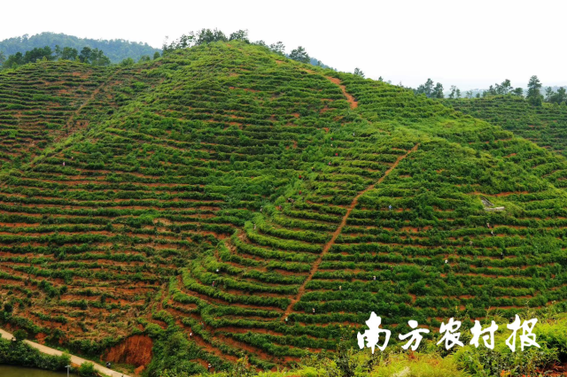 广东兴宁耕山造林种油茶。