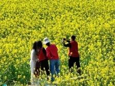 晨观山海 | 丝苗米产业冲刺百亿，清远这样干！