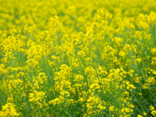 双季稻+油菜籽，清远农投千亩油菜花推进粮油单产提升