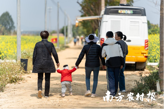 来芦苞镇西河村赏花的游客络绎不绝。